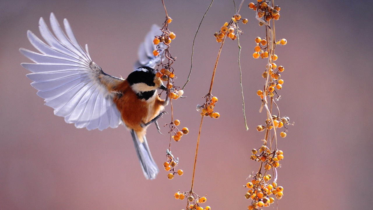 Biodiversidad