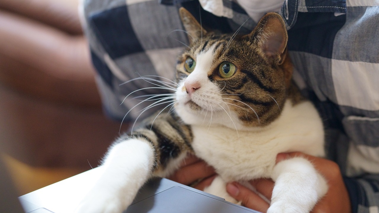 Sindrome posvacacional